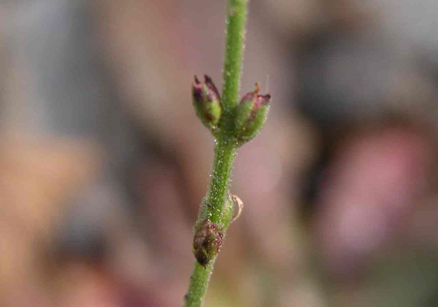 Vervain fruit